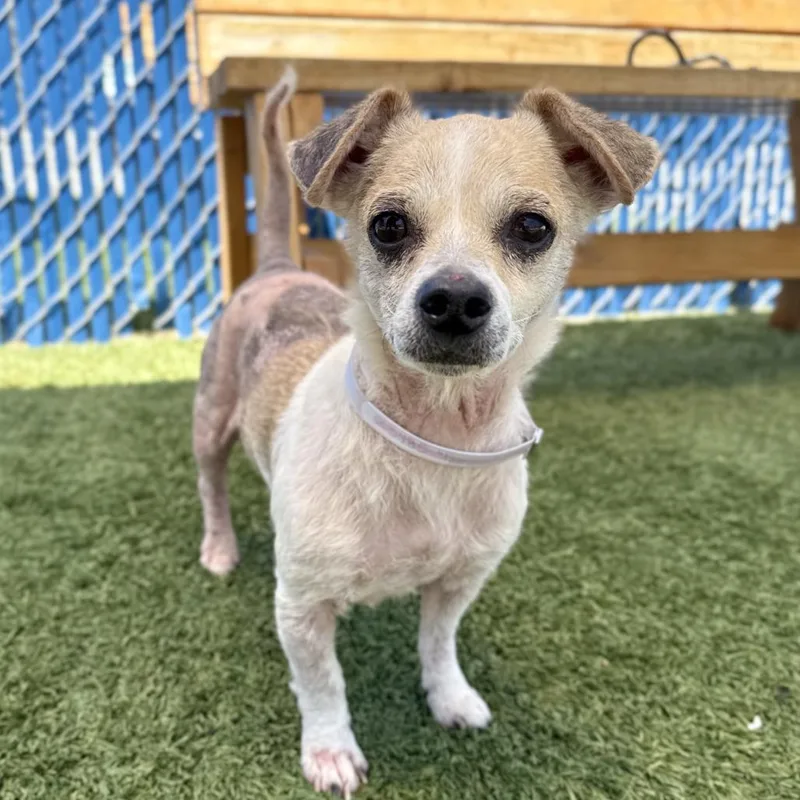 An adult small-sized female Yellow / Tan / Blond / Fawn Chihuahua dog named Frankie for adoption in Hawthorne, CA