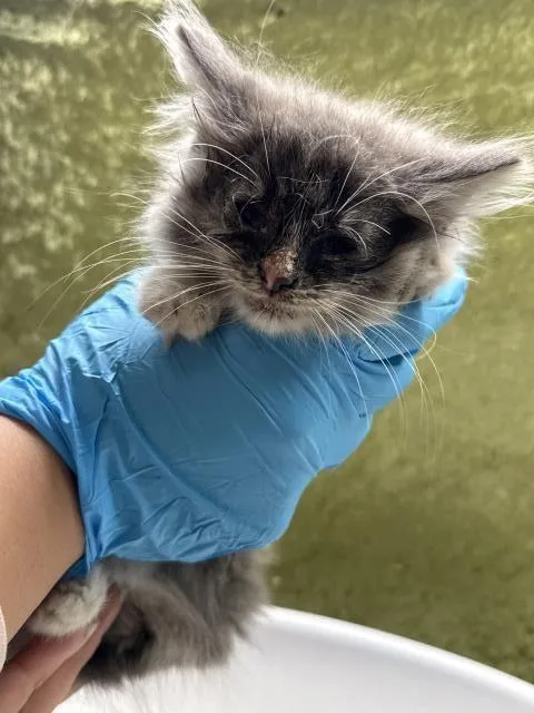 A baby small-sized female Domestic Medium Hair cat named Tribble for adoption in Riverside, CA