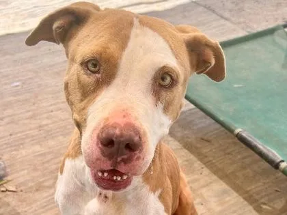 An adult medium-sized female Brown / Chocolate Mixed Breed dog named Carnation for adoption in Georgetown, TX