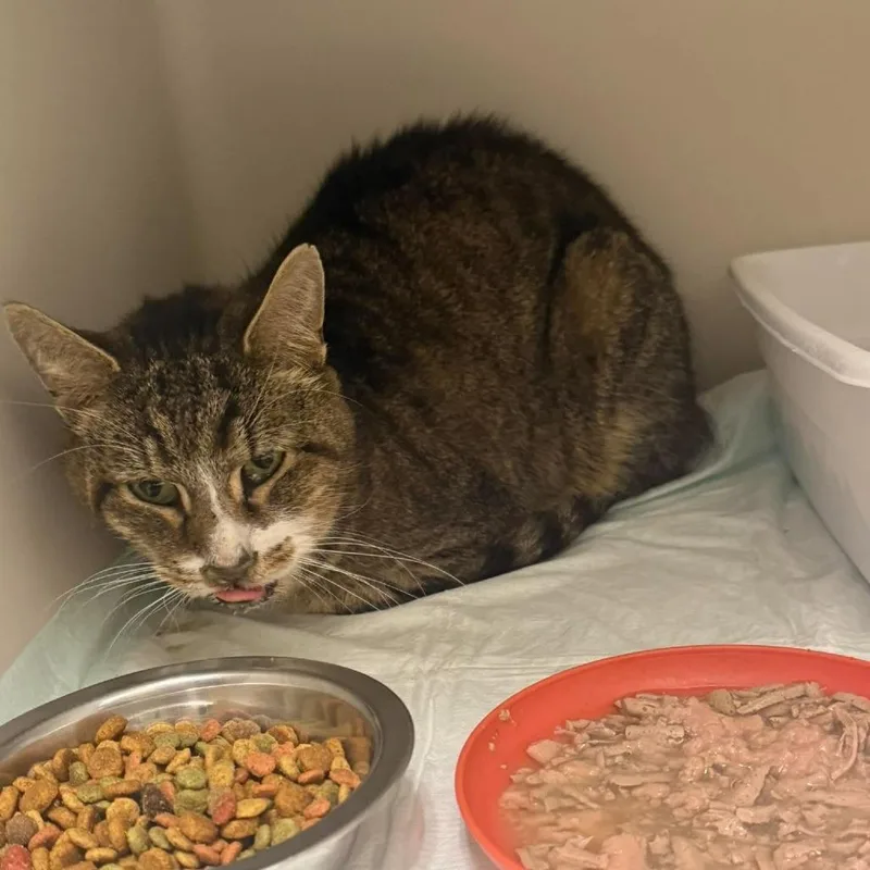 A senior medium-sized male Domestic Short Hair cat named Clipper for adoption in Rocky Mount, VA