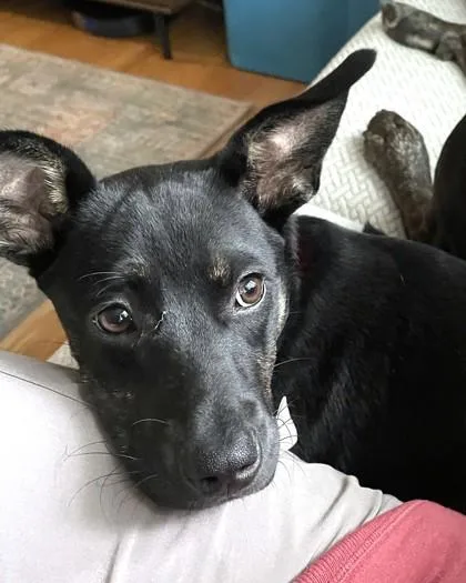 A baby medium-sized female Mixed Breed dog named Joy for adoption in Washington, DC
