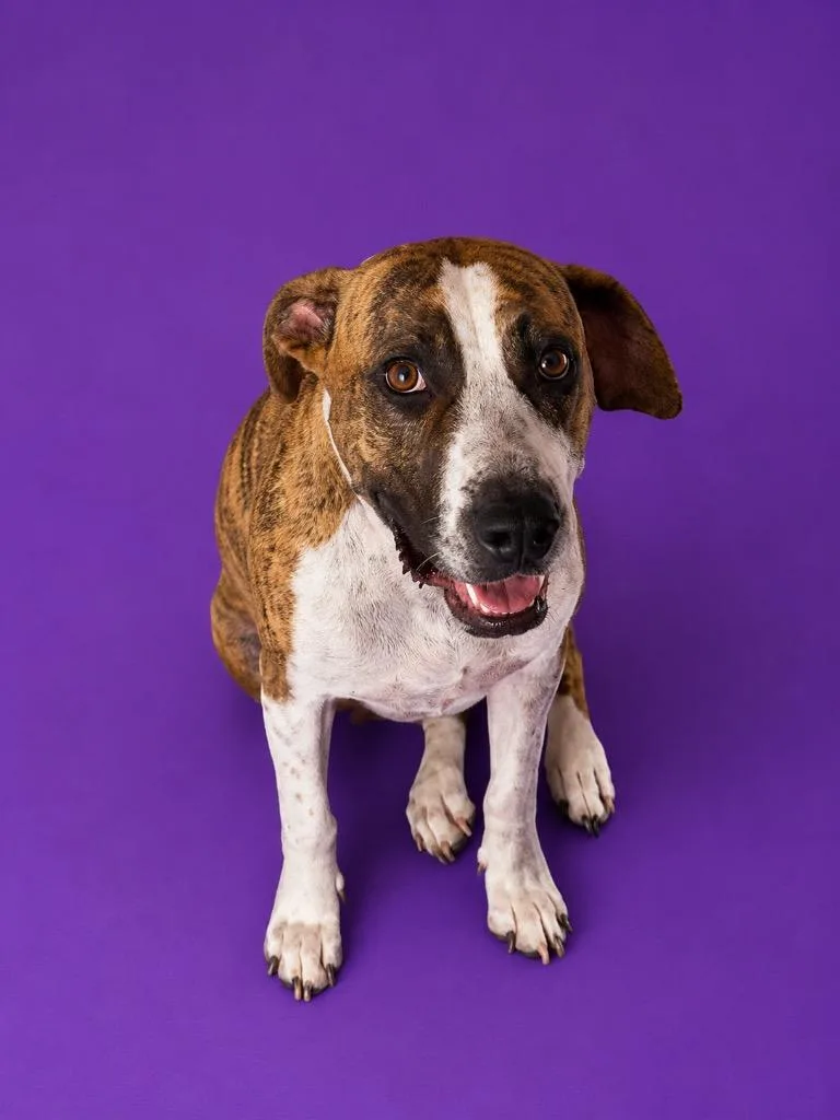 An adult medium-sized female Pit Bull Terrier dog named Molly for adoption in Wauchula, FL