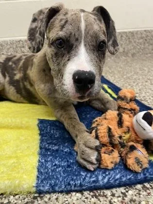 A young medium-sized male Pit Bull Terrier dog named Kobe for adoption in Westland, MI