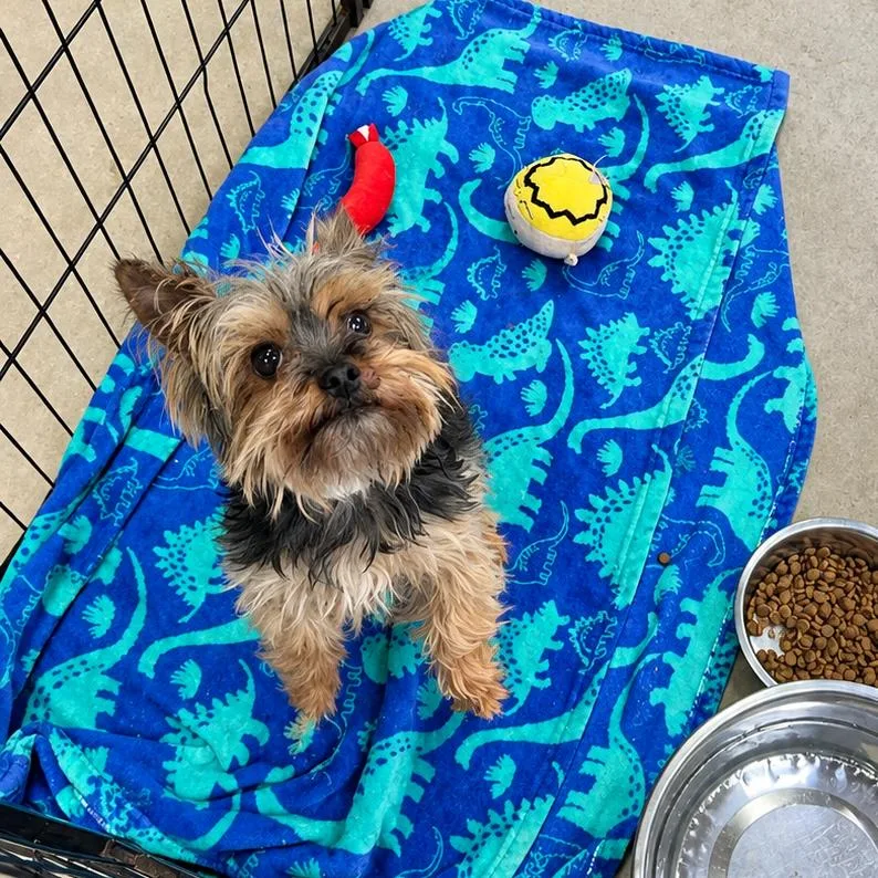 An adult small-sized male Yorkshire Terrier dog named Rockett for adoption in Alexandria, VA