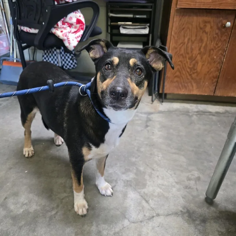 An adult medium-sized female Black Mixed Breed dog named Tully for adoption in Columbus, NC