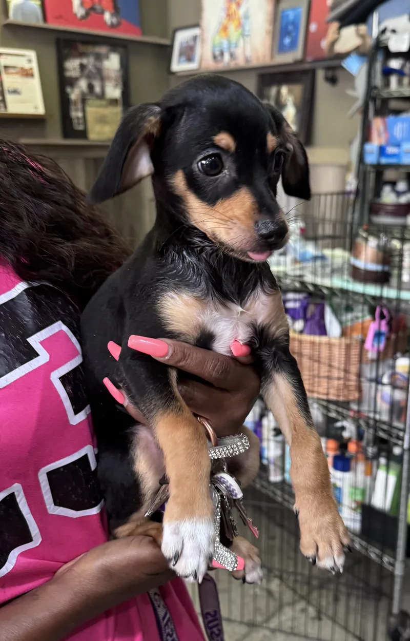 A baby small-sized male Black Chihuahua dog named Chase Dynamo Patrol for adoption in Thousand Oaks, CA