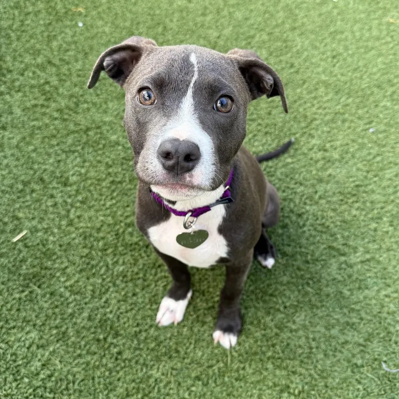 A young small-sized male Gray / Blue / Silver Pit Bull Terrier dog named Charlie for adoption in Los Angeles, CA