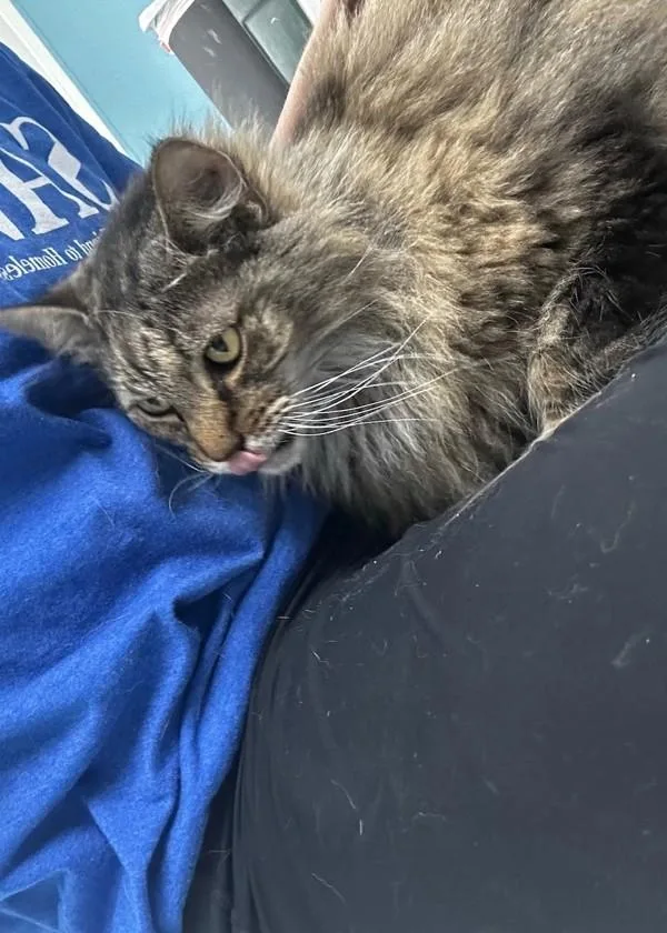 An adult medium-sized male Domestic Long Hair cat named Meatball for adoption in Skillman, NJ
