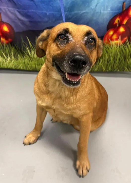A senior medium-sized female Golden Shepherd dog named AC "Lassie" for adoption in Conyers, GA