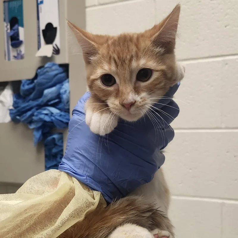 A baby small-sized male Orange / Red Domestic Short Hair cat named Jagger for adoption in Murray, UT