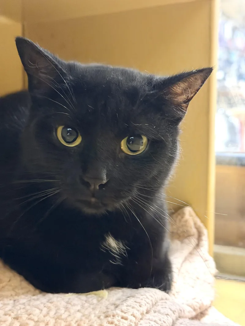 An adult medium-sized female Black Bombay cat named Nettie for adoption in Charlotte, NC