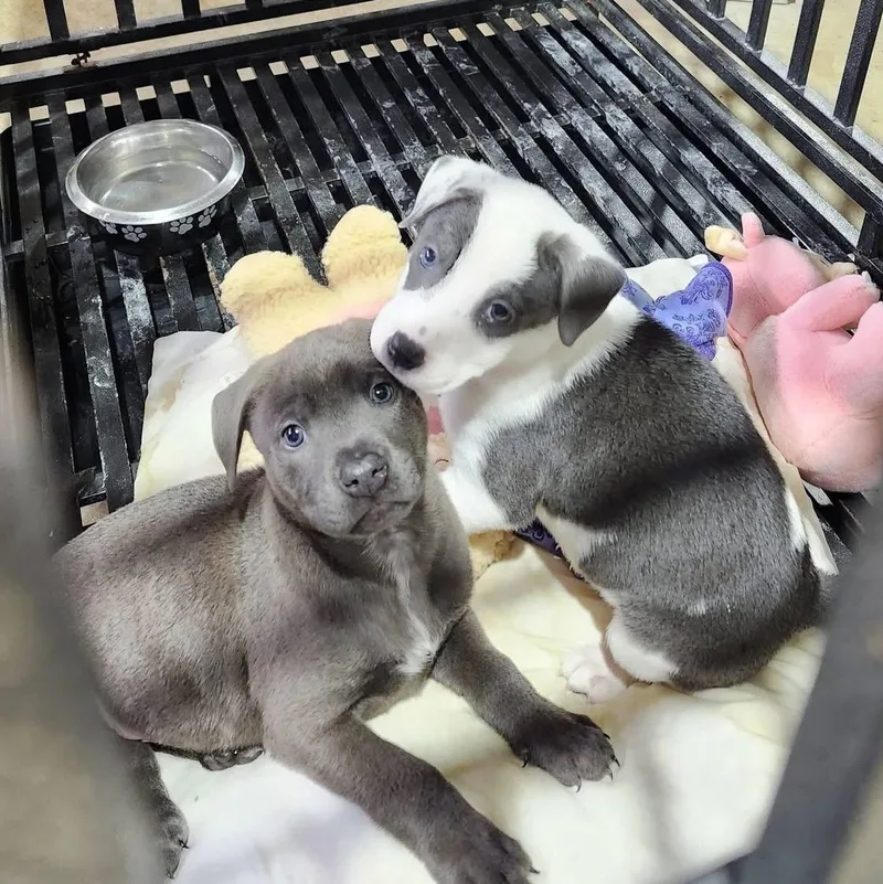 A baby medium-sized male Gray / Blue / Silver Weimaraner dog named Sparkler for adoption in Newfoundland, NJ