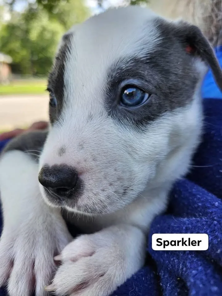 Sparkler thumbnail 2