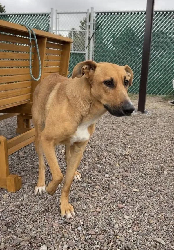 An adult large-sized female Mixed Breed dog named Meadow for adoption in Great Falls, MT