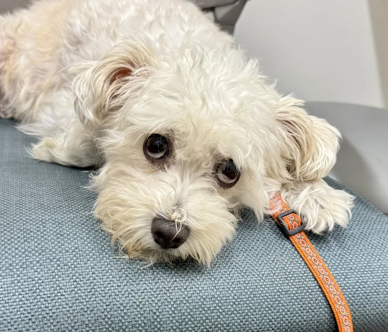 An adult small-sized female White / Cream Maltipoo dog named Arista for adoption in Los Alamitos, CA