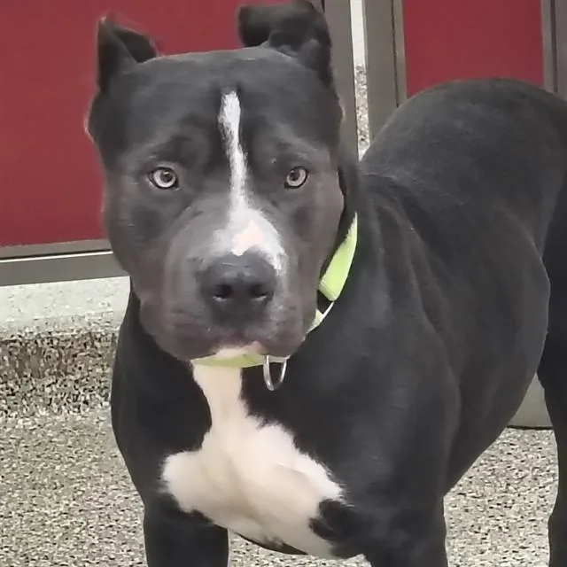 A young large-sized male Pit Bull Terrier dog named Alder for adoption in Tucson, AZ