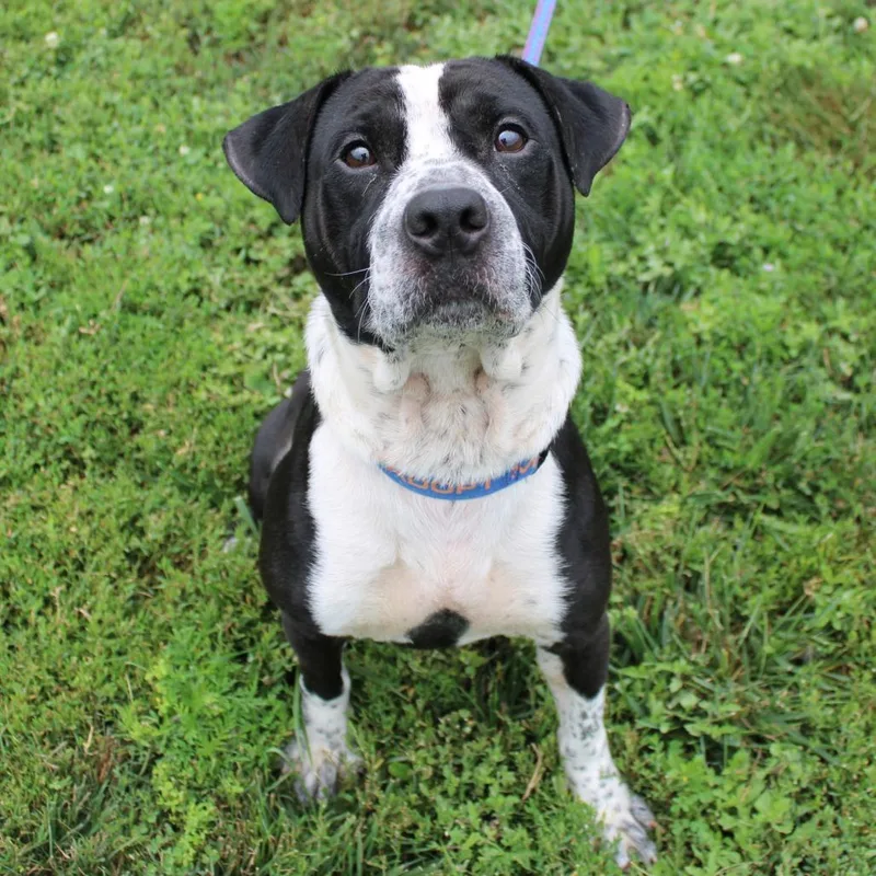 An adult medium-sized male Black Pit Bull Terrier dog named Gorth for adoption in Champaign, IL