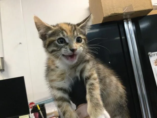 A baby small-sized female Domestic Short Hair cat named Misty for adoption in Thousand Palms, CA
