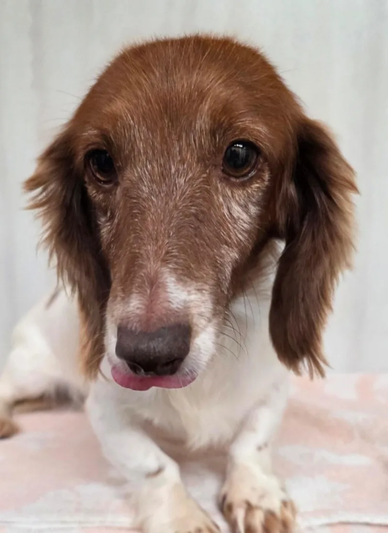 A senior small-sized female Red / Chestnut / Orange Miniature Dachshund dog named Deli for adoption in Grant, NE