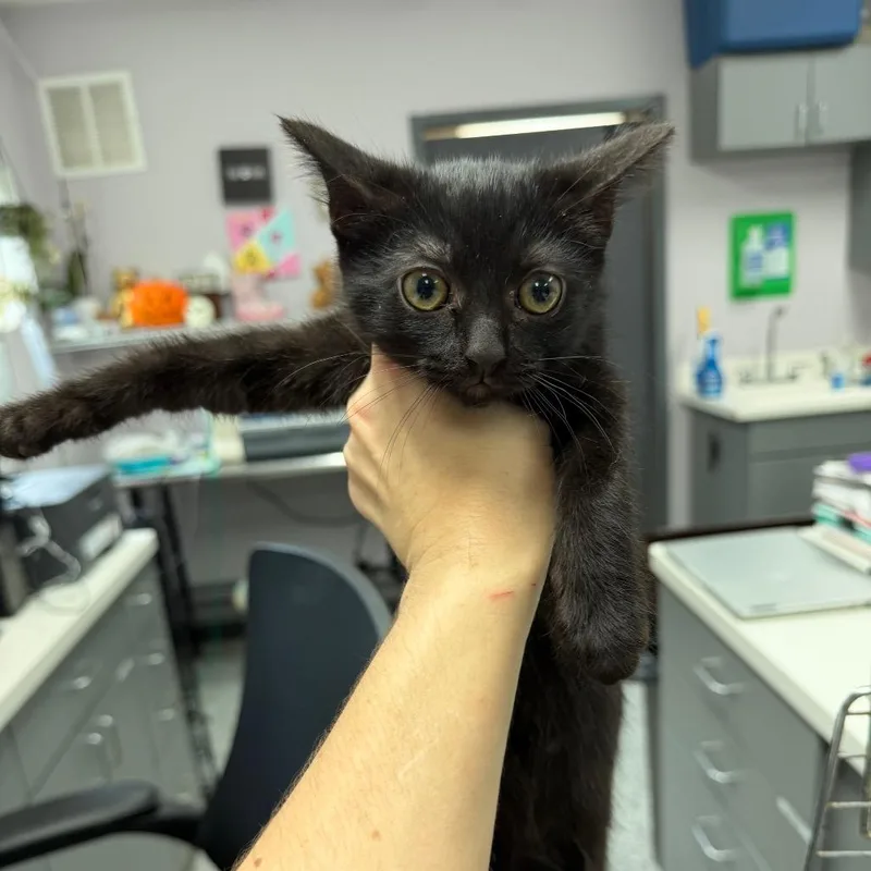 A baby small-sized female Black Domestic Short Hair cat named Peppermint for adoption in Port Charlotte, FL