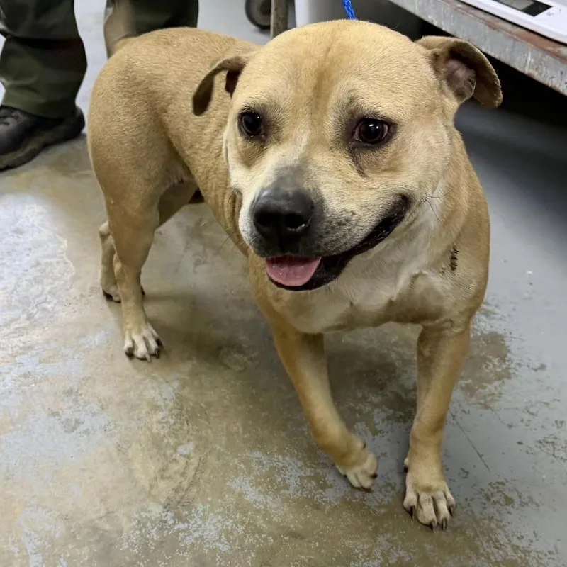An adult medium-sized female Brown / Chocolate Mixed Breed dog named Millie for adoption in Raleigh, NC