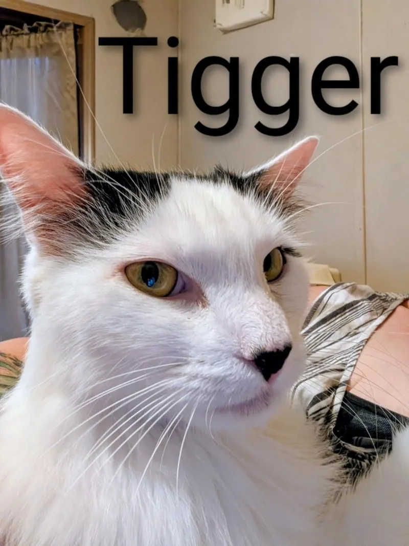 Tigger thumbnail 3
