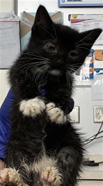 A baby medium-sized female Domestic Short Hair cat named Nona for adoption in Dallas, TX