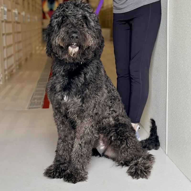 An adult medium-sized male Labradoodle dog named Barkley for adoption in Chicago, IL