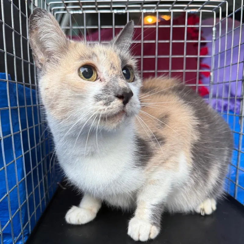 An adult small-sized female Domestic Short Hair cat named Opal for adoption in Kansas City, MO