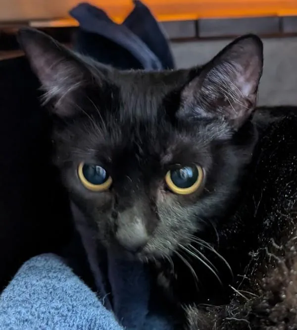 A young medium-sized female Domestic Short Hair cat named Panther for adoption in Des Moines, IA