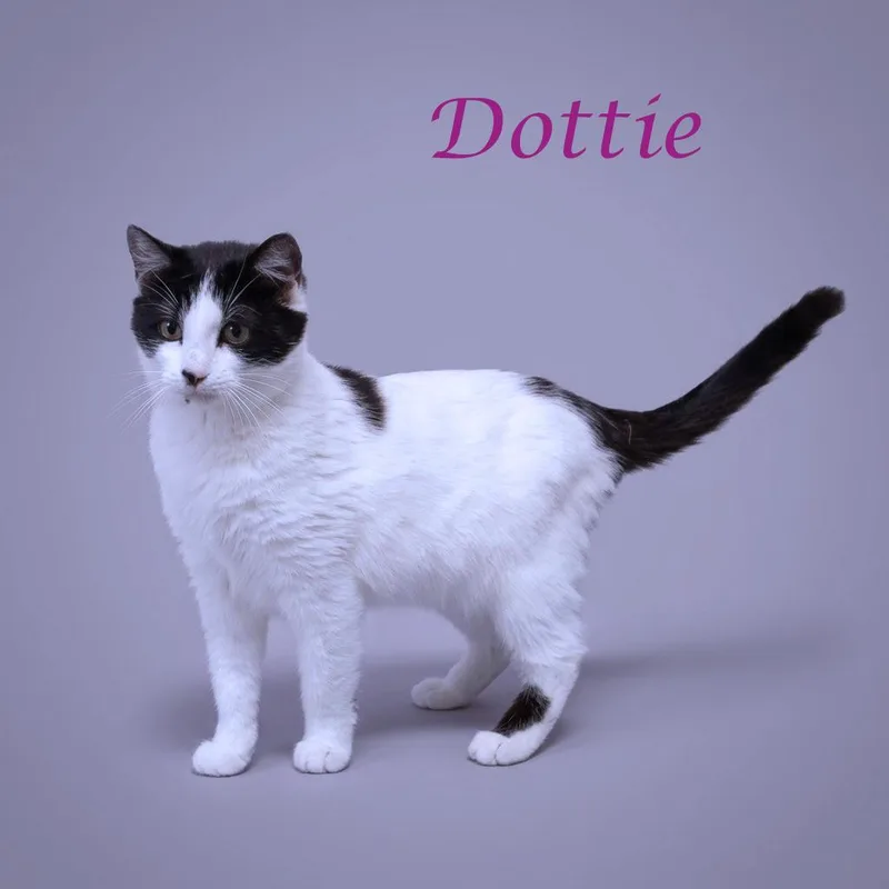 Dottie C