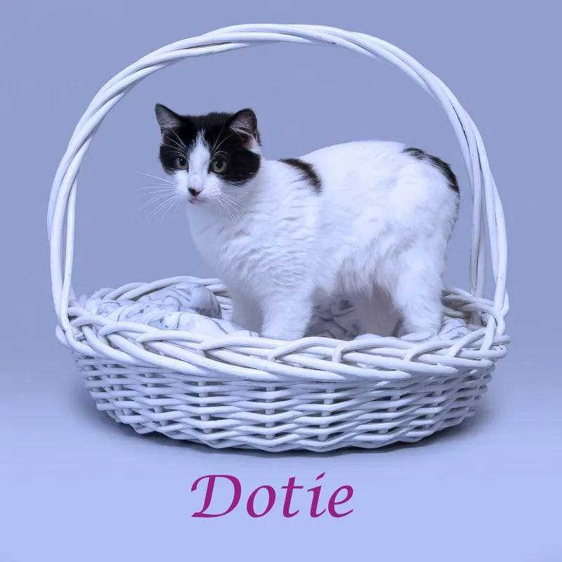 Dottie C thumbnail 2