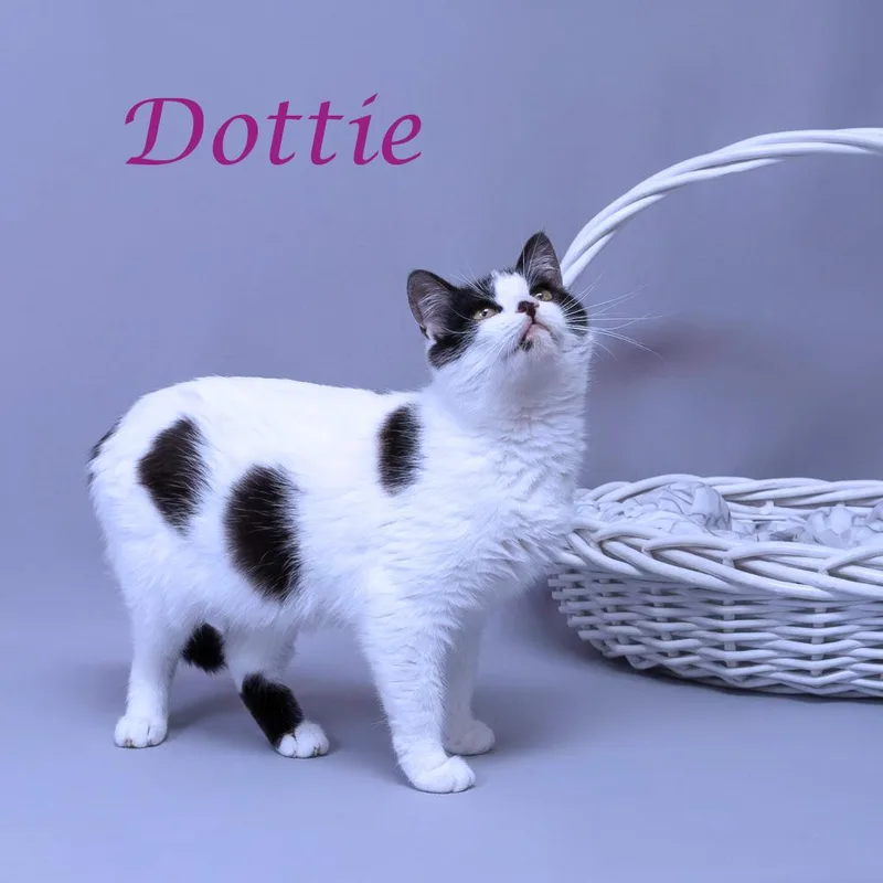 Dottie C thumbnail 5