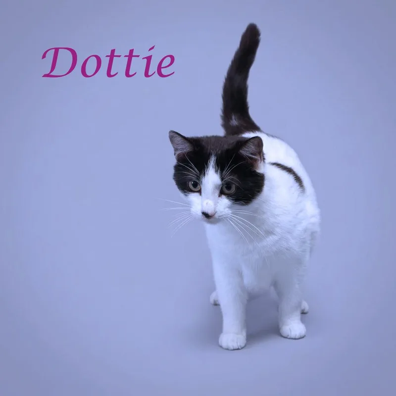 Dottie C thumbnail 6