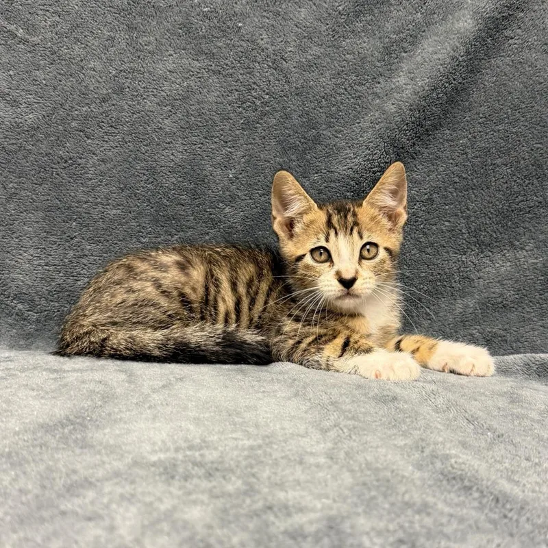 A baby medium-sized male Domestic Short Hair cat named Tony for adoption in Brenham, TX