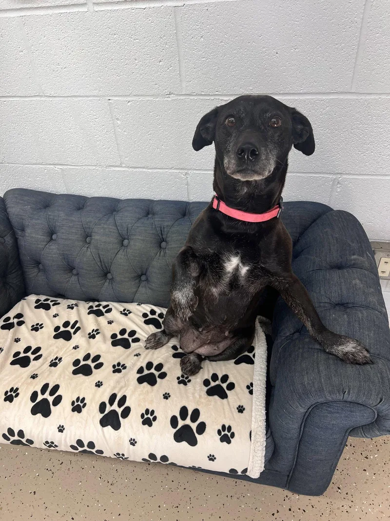A young medium-sized female Chihuahua dog named Molly for adoption in York, SC