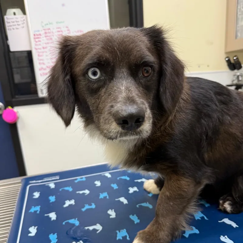 An adult small-sized male Brown / Chocolate Cardigan Welsh Corgi dog named Owen for adoption in Galveston, TX