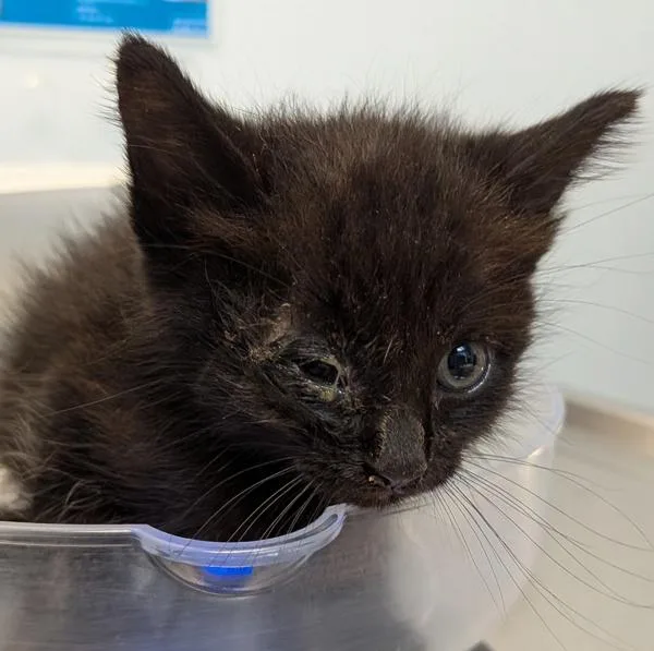 A baby small-sized female Domestic Short Hair cat named Dora for adoption in Escondido, CA