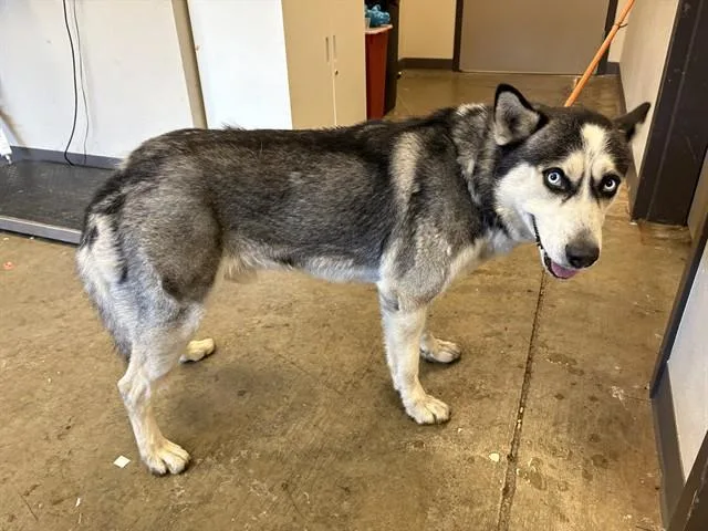 An adult large-sized male Siberian Husky dog named Batman for adoption in Ontario, CA
