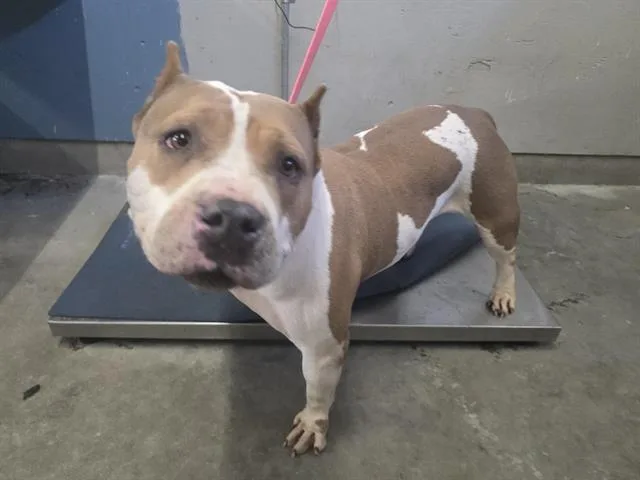 An adult large-sized female Pit Bull Terrier dog named Ginger for adoption in Camarillo, CA