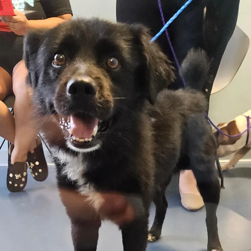 An adult medium-sized male Black Mixed Breed dog named Mr. Wiggles for adoption in Greensboro, NC