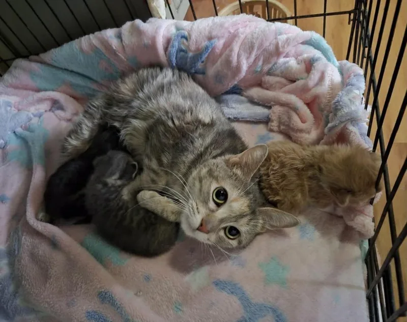 Mama Lily