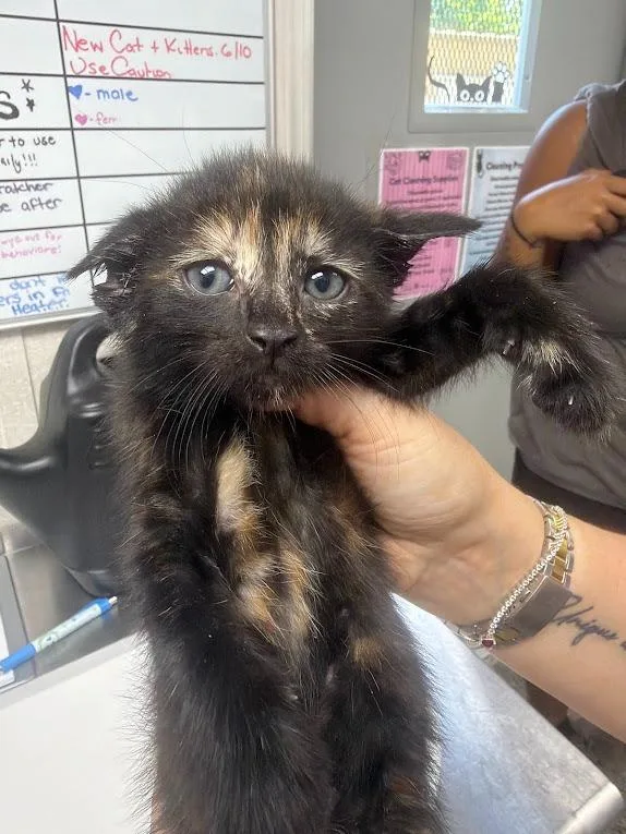 A baby medium-sized female Domestic Short Hair cat named Aquarius for adoption in Pomona, NY