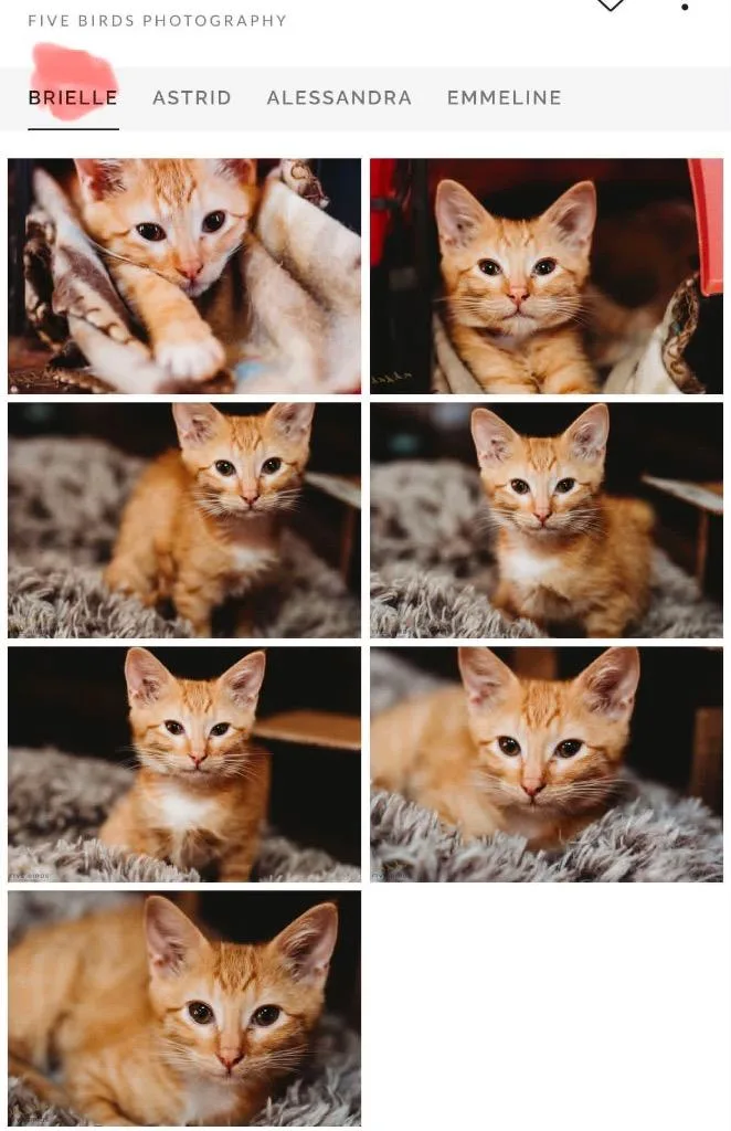 A baby small-sized female Domestic Short Hair cat named Brielle for adoption in Mustang, OK