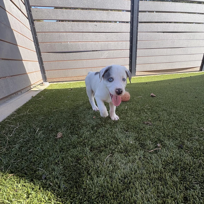 A baby medium-sized male Mixed Breed dog named Colt for adoption in Charlotte, NC