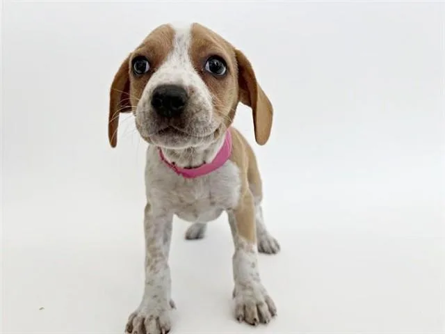 A baby small-sized female Terrier dog named Vanilla for adoption in Saint Louis, MO