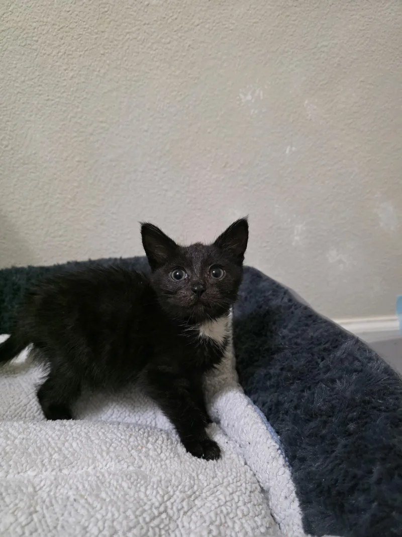 A baby medium-sized male Black & White / Tuxedo Domestic Short Hair cat named Null for adoption in Hillsboro, OR