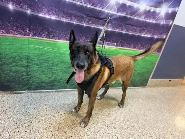 A young large-sized male German Shepherd Dog dog named Sam for adoption in Miami, FL
