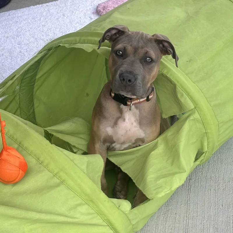 Axel