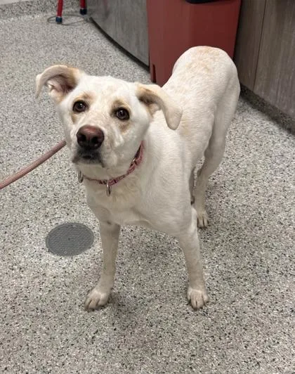 An adult large-sized female White / Cream Mixed Breed dog named Sassafras for adoption in Kansas City, MO